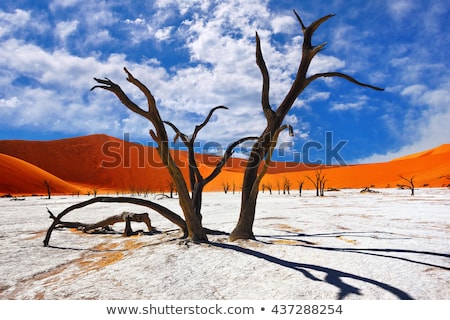 ストックフォト: Dead Trees In Deadvlei Namib Naukluft National Park Namibia