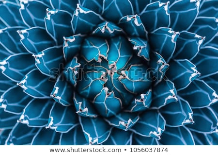 Stockfoto: The Beautiful Blue Green Of An Agave Cactus