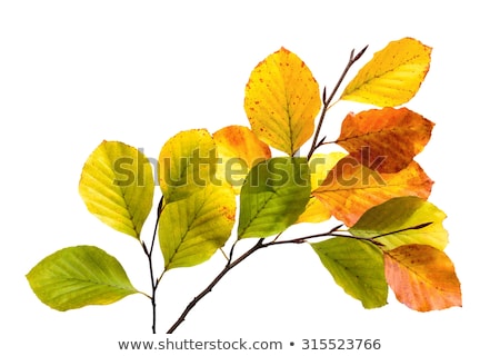 Yellow Beech Leaves Foto stock © Smileus