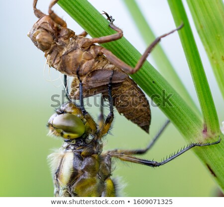 Stockfoto: Dragonfly - Libellula Depressa