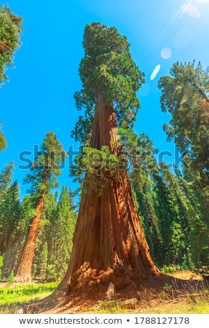 ストックフォト: Sequoia