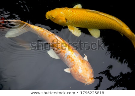 [[stock_photo]]: Ikari · Koi