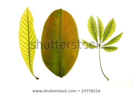 [[stock_photo]]: Euilles · vertes · en · fond · de · studio · blanc · néflier · vert · vif