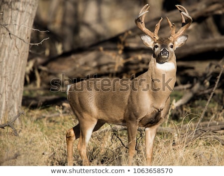 Stock photo: Whitetail Deer Buck