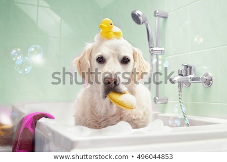 Foto d'archivio: Dog In Shower Or Wellness Spa