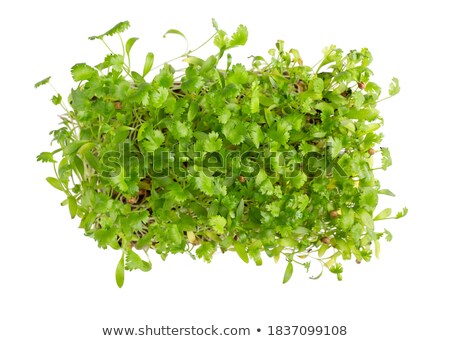 Stok fotoğraf: Young Leafs Of Cilantro