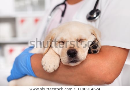 Сток-фото: Exhausted Labrador Puppy Dog Sleeping In The Arms Of Veterinary