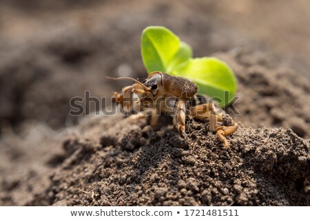 Stockfoto: Mole Cricket