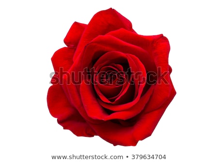 Foto stock: Beautiful Red Rose