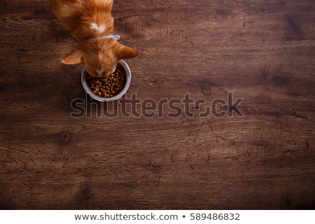 Stok fotoğraf: Puppy Chihuahua And Food Bowl
