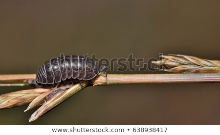 Foto stock: Sow Bugs Roly Poly