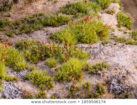 [[stock_photo]]: Sandstone Overgrown With Lichens