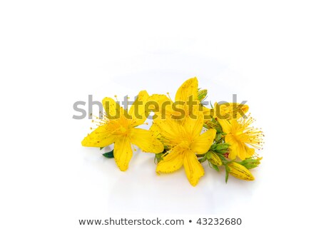 Yellow Beautiful Flowers Of St Johns Wort ストックフォト © LianeM