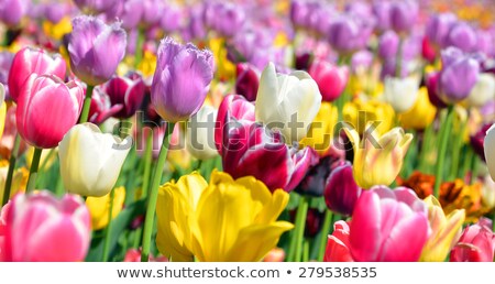 Stock photo: Orange And Yellow Tulip Tulipa