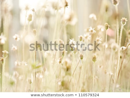 Stok fotoğraf: The Growing Wild Flowers Closeup