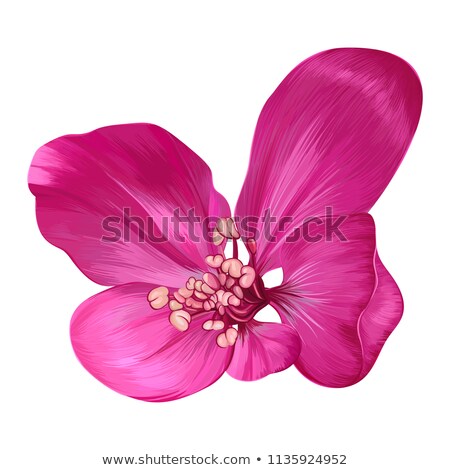 Сток-фото: Close Up Of Beautiful Pink Magnolia Flower Spring Floral Background