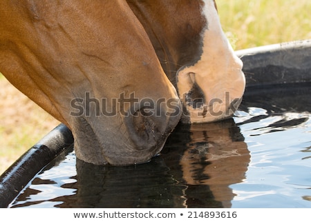 Stock photo: Bay Arabian Horse Drinking From A Water Trough