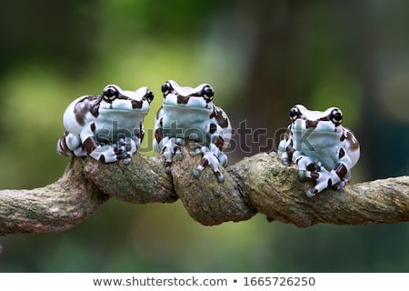 [[stock_photo]]: Hopped Milk