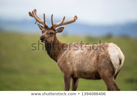 Stock photo: Tule Elk Cervus Canadensis Nannodes