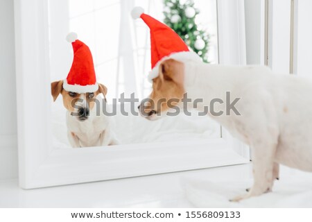 Stockfoto: Funny Jack Russell Terrier Dog Looks In Mirror Wears Red Santa Claus Hat Poses In Modern Apartment