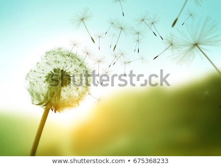 Dandelion Seeds ストックフォト © solarseven