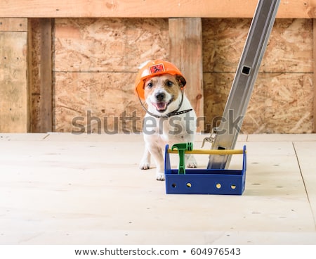 Stock foto: Home Dog Builder