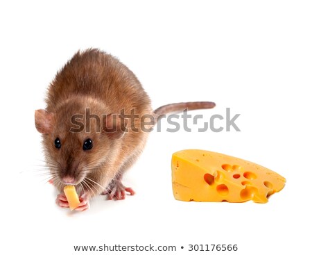 Fancy Rat Eating Piece Of Cheese Сток-фото © Lizard