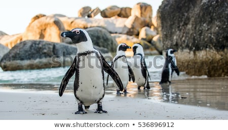 Foto stock: African Penguin Spheniscus Demersus