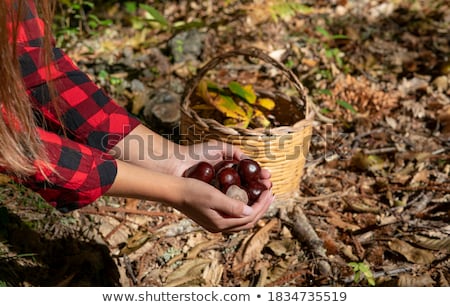 Stok fotoğraf: Chestnuts In The Bucket