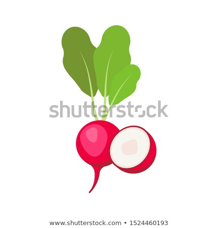 [[stock_photo]]: Fresh Cartoon Radish