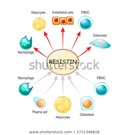 Сток-фото: Adipose Tissue And Hormones