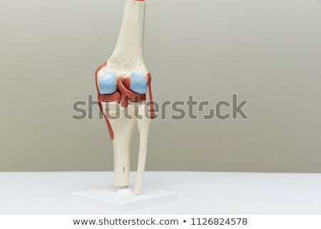 ストックフォト: Knee Joint Model Of Human Leg