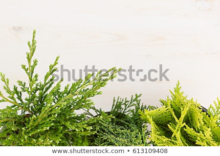 Zdjęcia stock: Eco Border Of Green Young Conifer Branches Close Up On Beige Wood Board Background