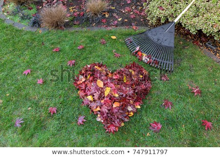 Stockfoto: Fallen Leaves Raked Into Heart Shape On Green Grass Lawn