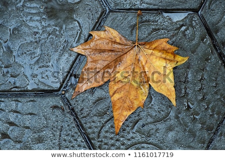 Stockfoto: Dry Leaf On The Pavement Of A Street In Barcelona