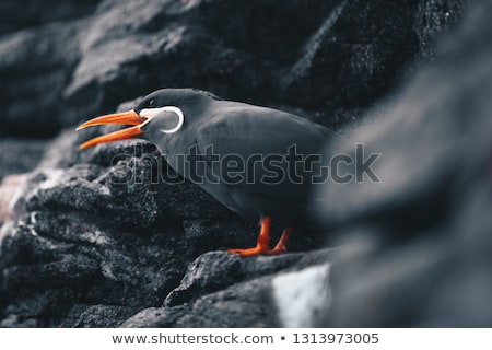 Stockfoto: Inca Tern - Larosterna Inca Sitting On A Rocky Coast Cliff