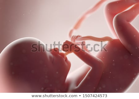 Foto d'archivio: Illustration Of Fetus
