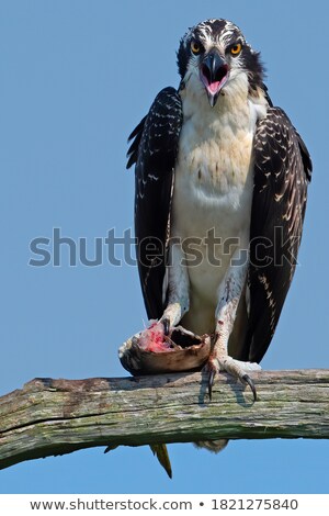 Stock photo: Juvenile Treefish