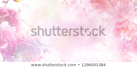 Stock photo: Floral Background In Soft Colors