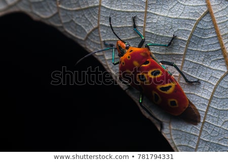 ストックフォト: Orange Beetle In Green Nature