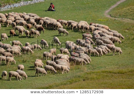 Stockfoto: French Shepherd