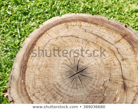 ストックフォト: Brown Stump On Green Grass