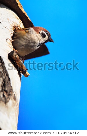 Stock fotó: Bird Nesting Box In Swamp