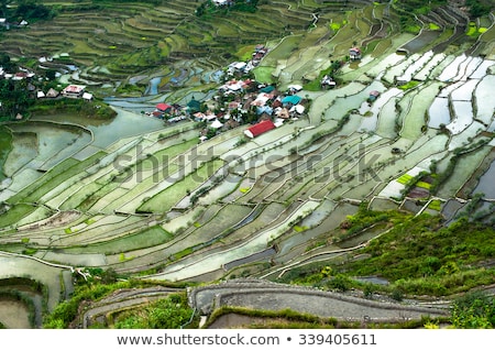 Сток-фото: Village Houses Near Rice Terraces Fields Amazing Abstract Texture