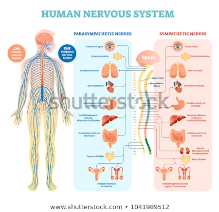 Foto d'archivio: Human Nervous System