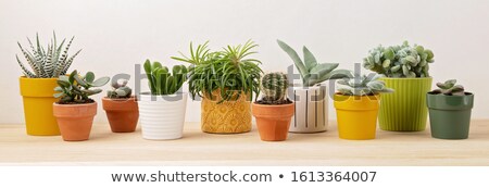 Foto stock: Yellow Flower Pot