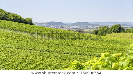 Stock photo: Winegrowing Scenery In Hohenlohe