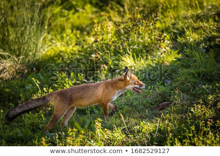 Foto stock: Red Fox In Its Natural Habitat - Wildlife Shot