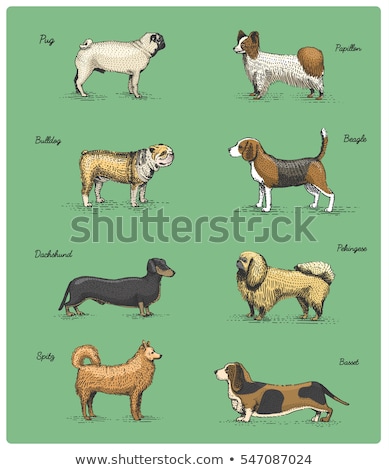 Foto d'archivio: Beagle Dog Breed Cartoon Retro Drawing