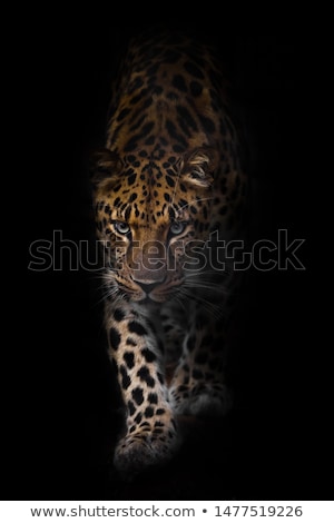 Stock fotó: Leopard In The Dark